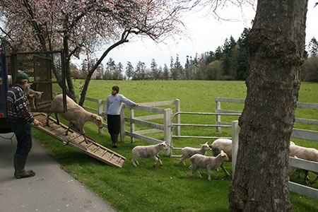Parry Bay Sheep Farm