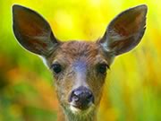 deer portrait