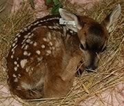 deer fawn in care