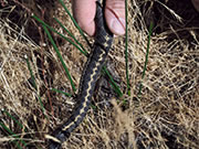 Common garter snake - Thamnophis sirtalis