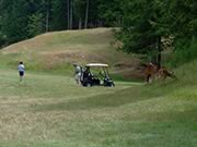 Black-tailed deer and golfers