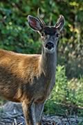 this buck's antlers are a little lopsided