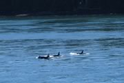 Orcas in nearby Active Pass