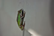 Pacific tree frog aka Pacific chorus frog - Pseudacris regilla
