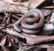 Sharp-tailed snake - Contia tenuis